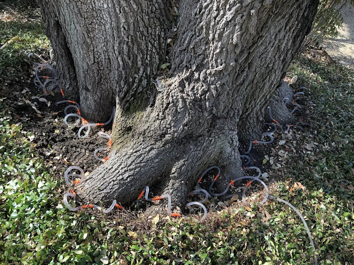 Detailed Tree Cabling and Bracing job site in Dry Branch