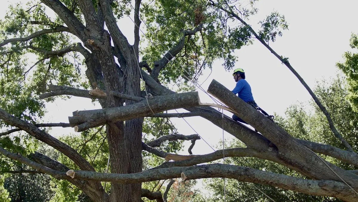 Professional Crown Thinning performed by certified arborists in Dry Branch