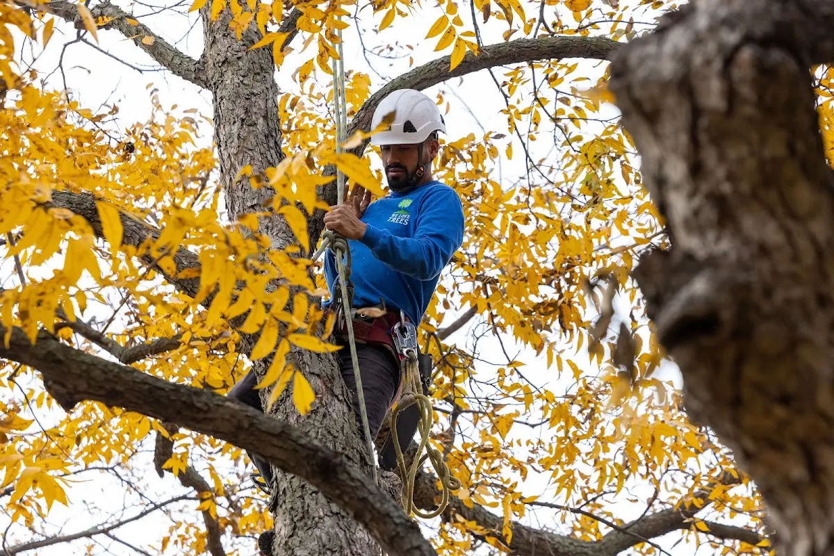 Skilled Tree Transplanting crew working in Dry Branch